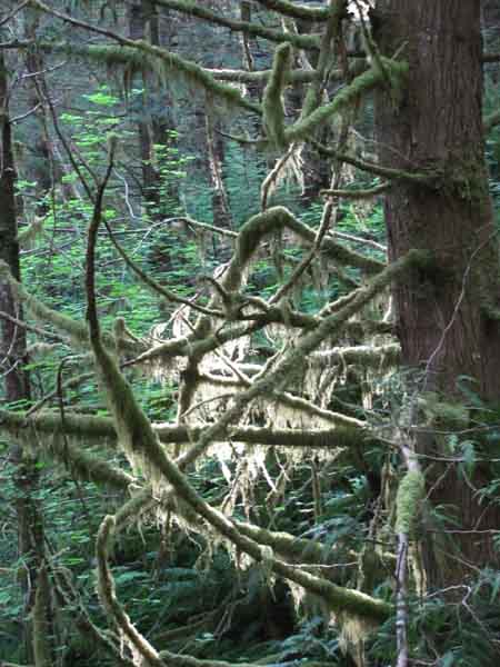 Sunlight from the west highlights moss hanging from trees along the trail.